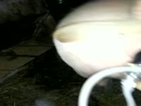 Pig pussy fucking with home made dildo